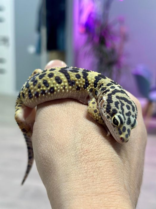 Продам эублефара яшерицу