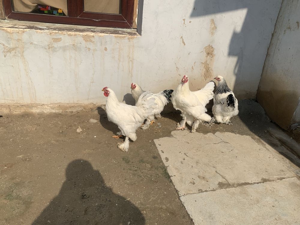 bromo xoroz tovuqlar