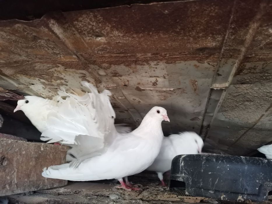 Бели гълъби по двойки