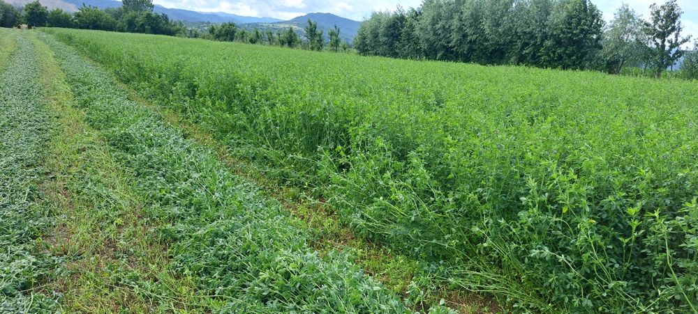 Baloti lucernă rotunzi