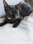 Dau in adoptie pisica, british shorthair, castrata si deparazitata