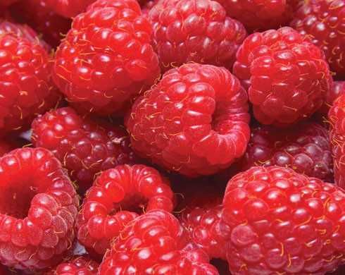 Drajoni Zmeura Soiul Cayuga Si Alte Soiuri In Comentariu