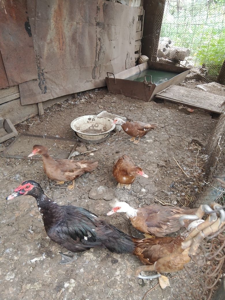 Продам идоутак сросно