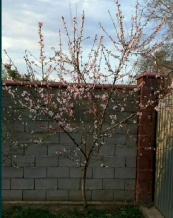 Саженцы персика, Узбекиские, сорт "Самарканд".