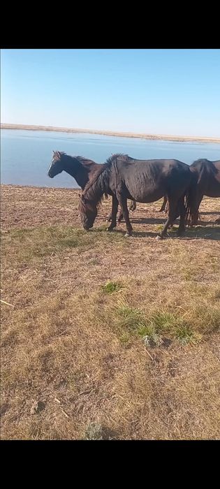 Продам лошадь в табуне