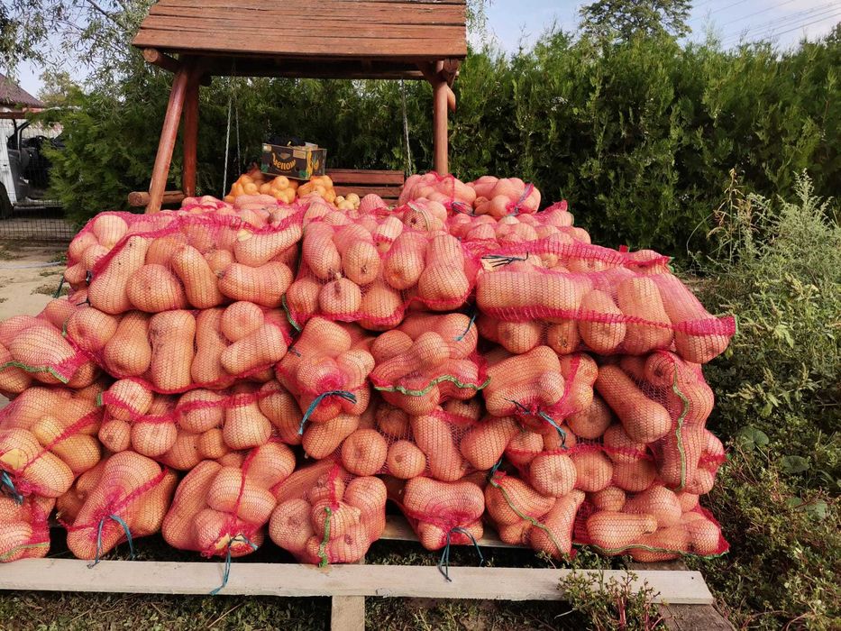 Vânzare dovleci plăcintari