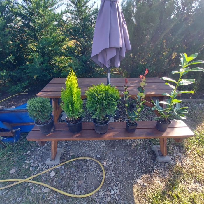 Leylandii / Gard viu 80-100 cm crescuti in Romania la ghiveci