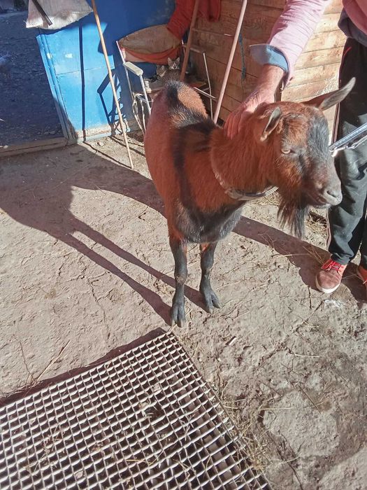 vând sau schimb tap