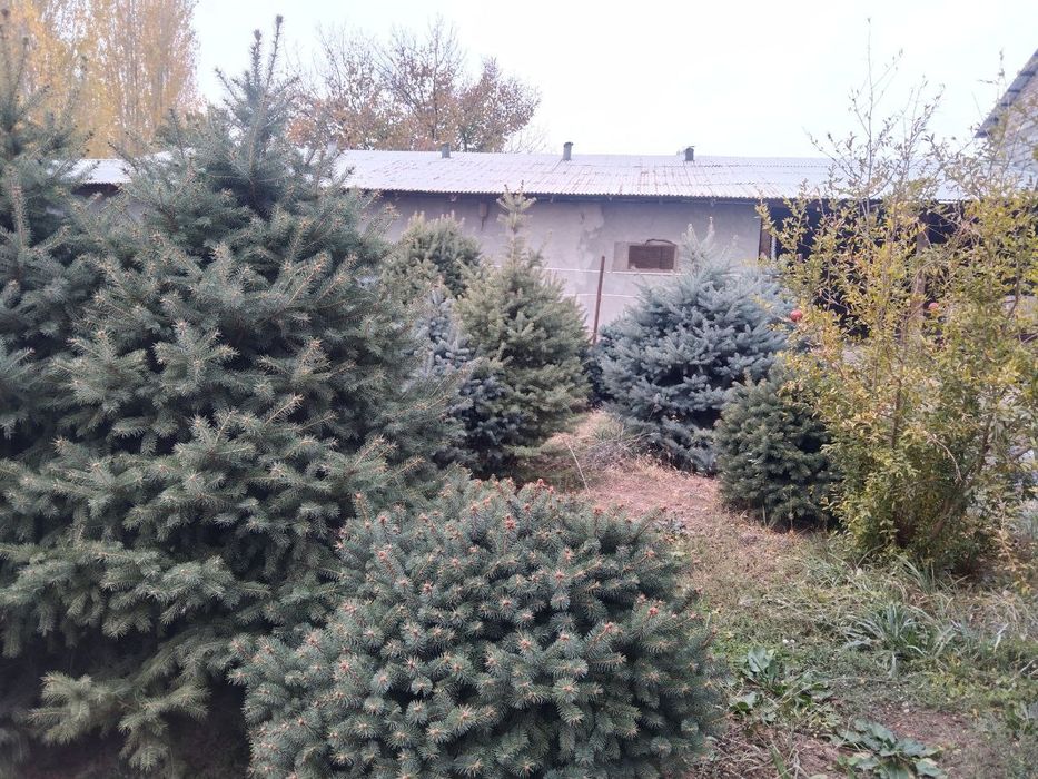 Продаються ёлки свои