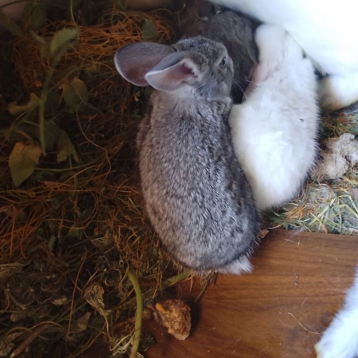 Quyon bolari sotiladi