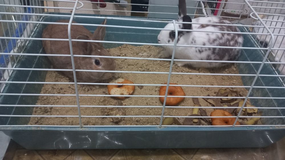 Quyonlar sotiladi 400 min parasi