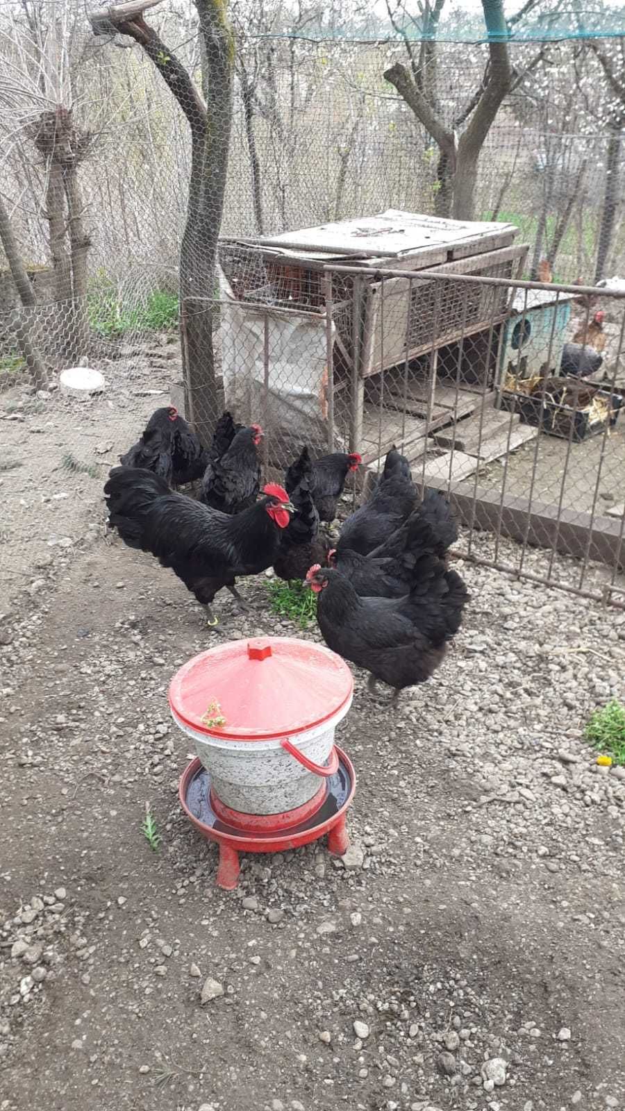 Gaini australorp de vanzare