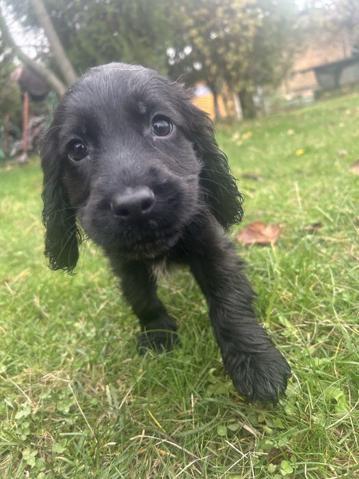 Кучета за трюфели