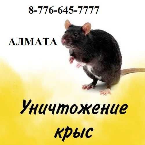 ‼️ Уничтожение мышей крыс тараканов клопов блох ‼️ обработка ‼️ №9977