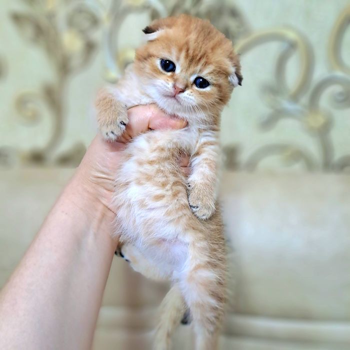 Котёнок от правильной вязки