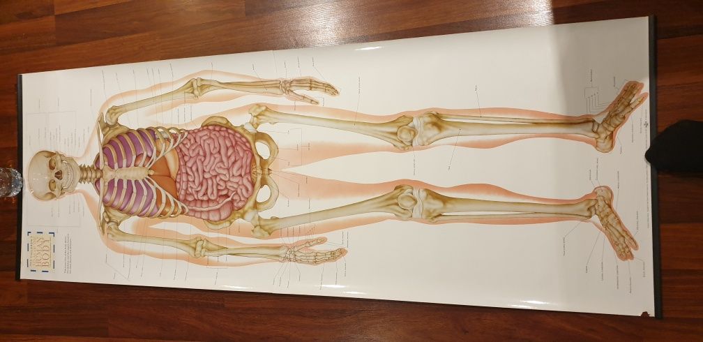 Mapa corpului uman 175 cm mapa