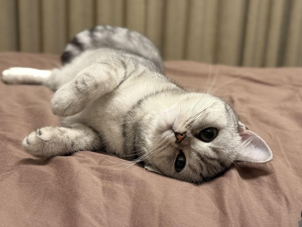 Котка британка късокосместа