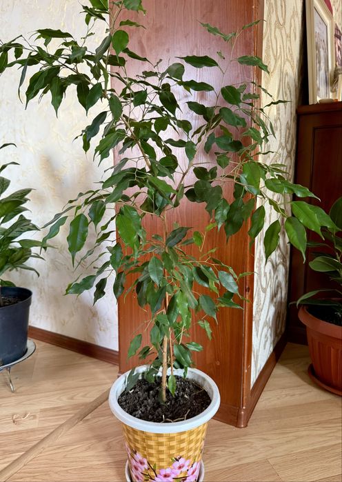 Фикус Бенджамина