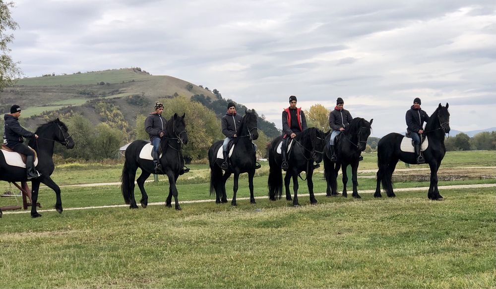 Friesian mânz iapă armăsar Frizian