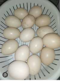 Продам яйцо инкубационное индоуток