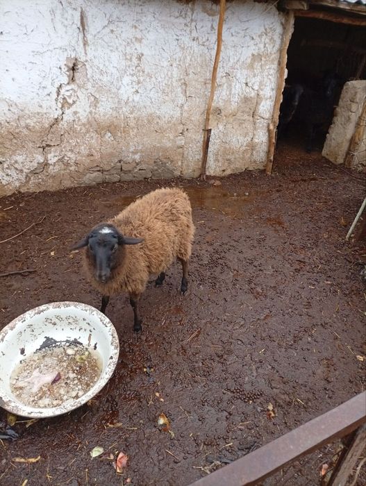 Qo'ylar 4ta. Romanovskiy aralash.