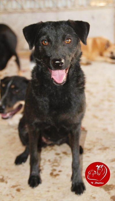 Отдам в хорошие ручки