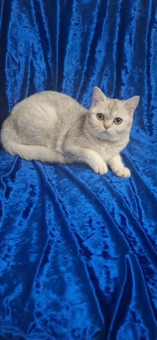 Котята Шотландский скоттиш страйт