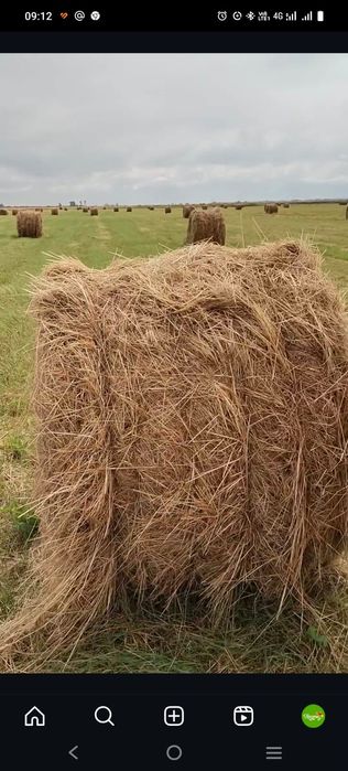 Продам прошлогоднее луговое сено в рулонах 2 тыс тюк