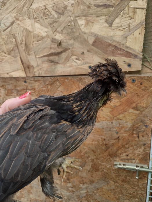 Perechi de găini pitice (pui)