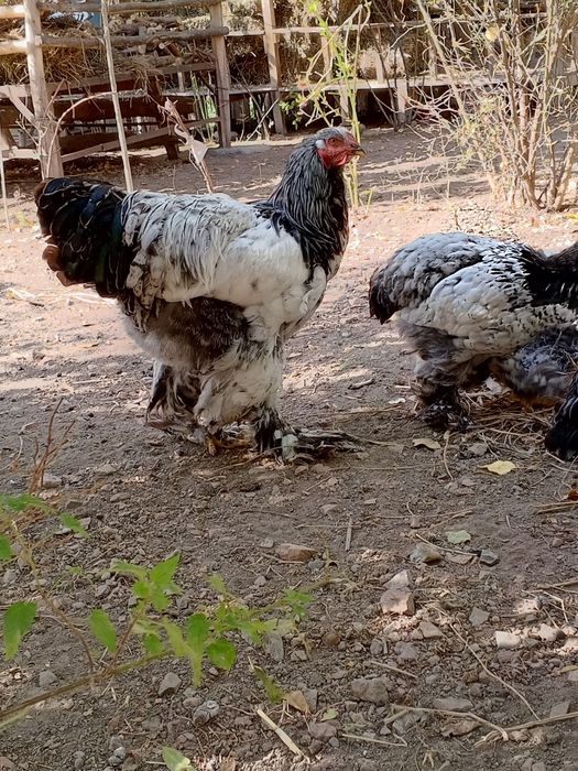 Tiyomni pux toʻchkalilar sotiladi soni 15 ta 11 ta makiyon 4 ta xoʻroz