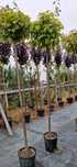 Prunus pisardi- Laur englezesc - Leylandi- Enupar tarator