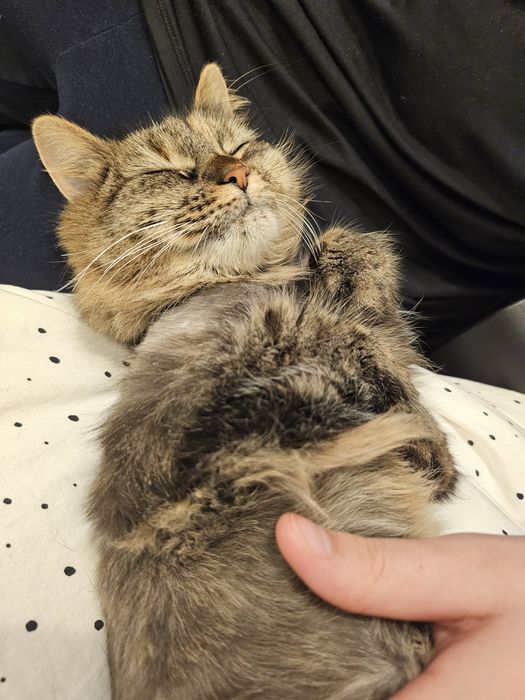 Pisica prietenoasa de donat