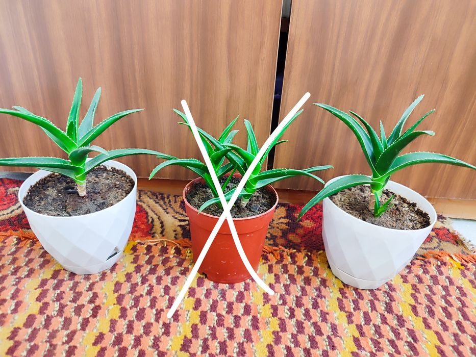 Алоэ столетник по 20.000