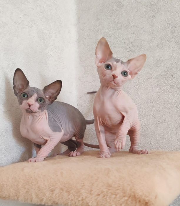 Котята, сфинксы канадские