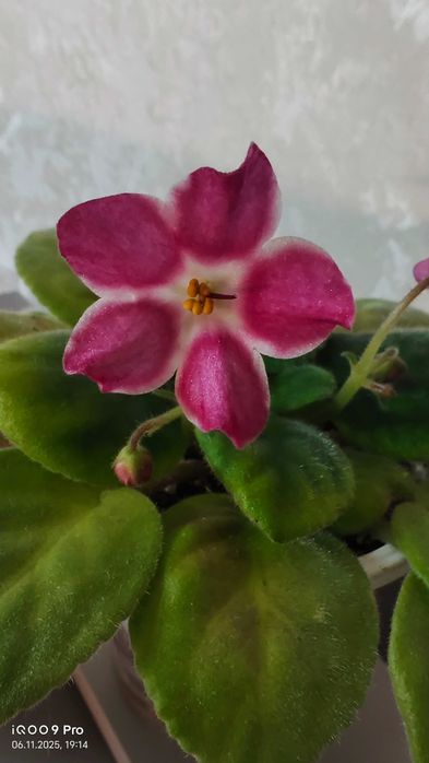 Фиалка сорт "Брусничный сироп" стартер