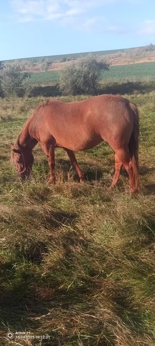 Vând iapa înhămată la căruță sau dehamata