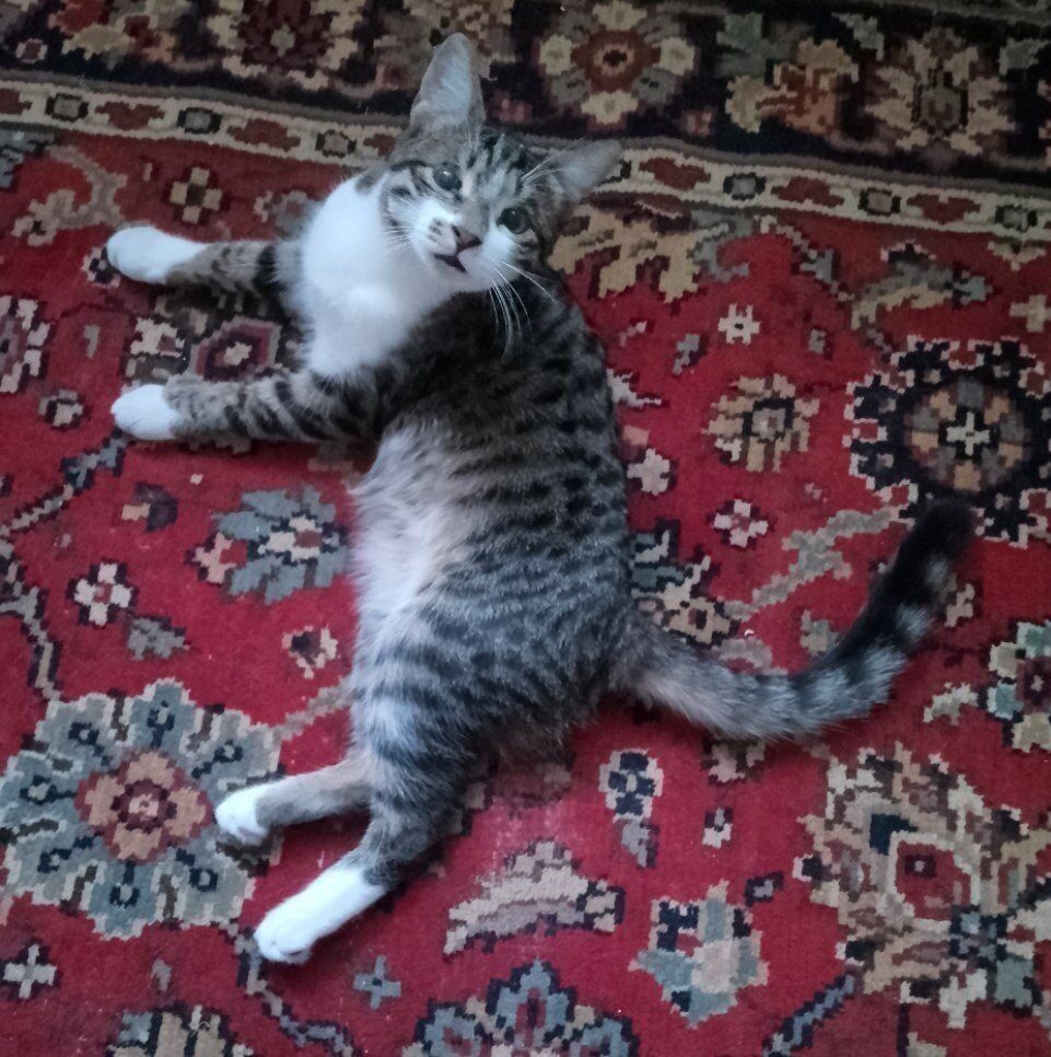 Пристраивается котенок