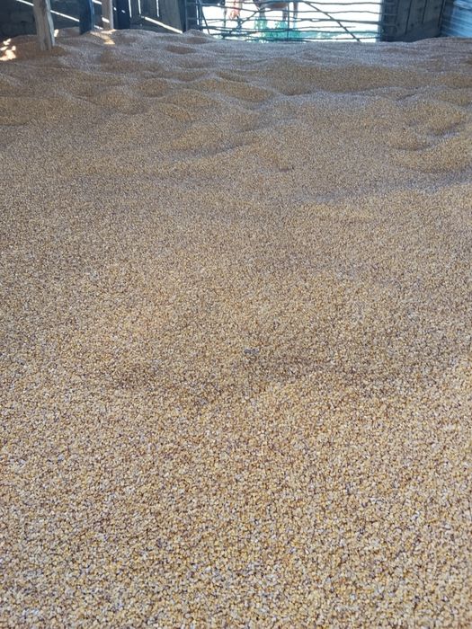 Porumb de vânzare 1.20 lei