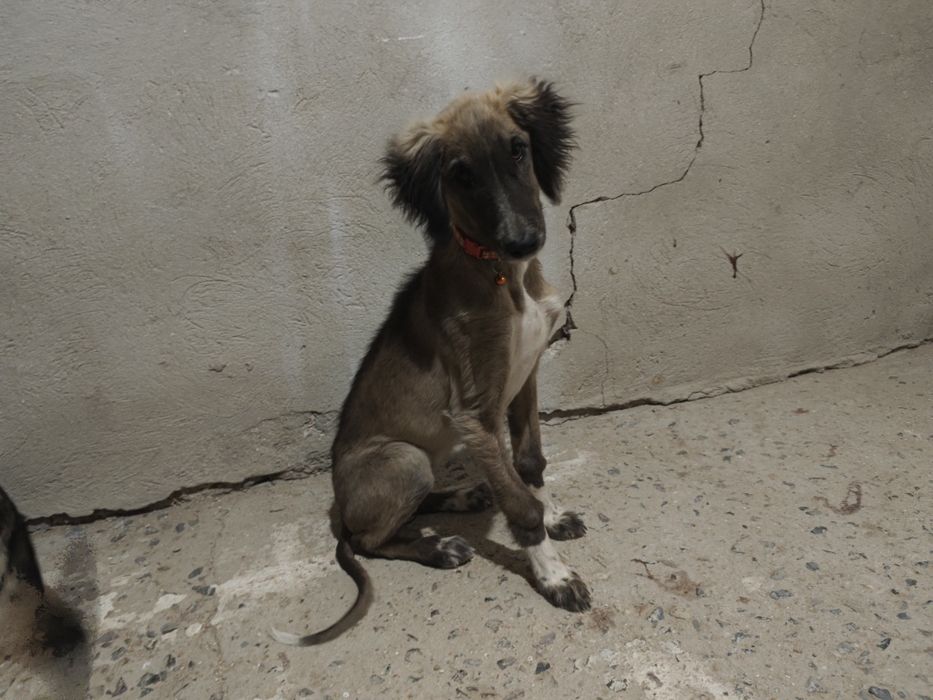 Тазы кушик сатылады ургашы