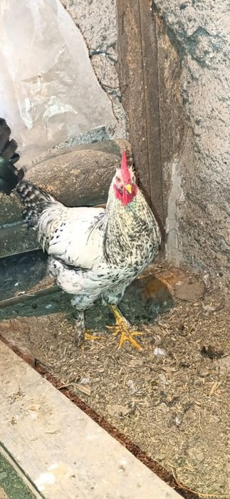 Продам породистых петухов