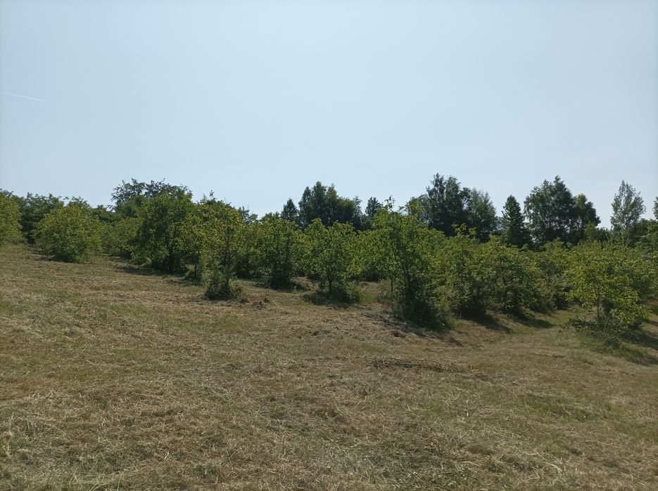 Vând 7500 mp teren in Șinteu