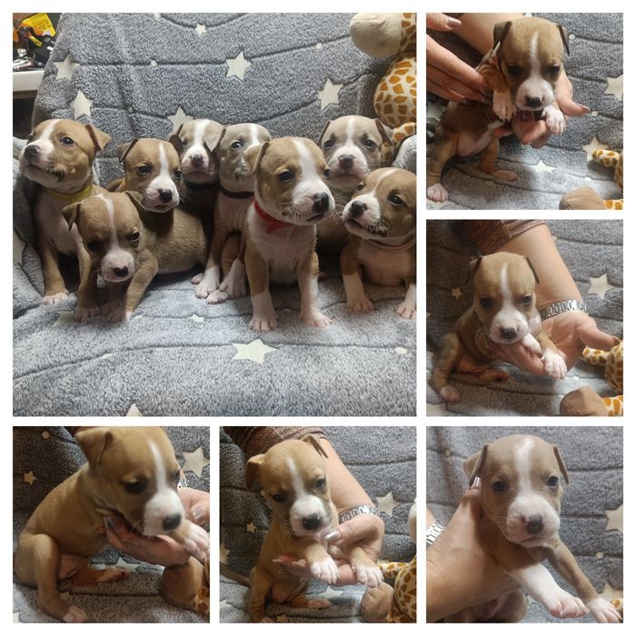 Щенки американского стаффордширского терьера