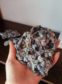 Fosile din Marea Neagra scoici pietrificate obiecte decor