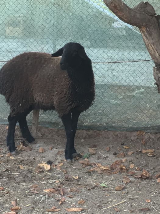 Молодая овца