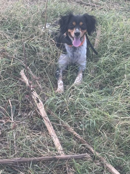 эпаньол бретон женски