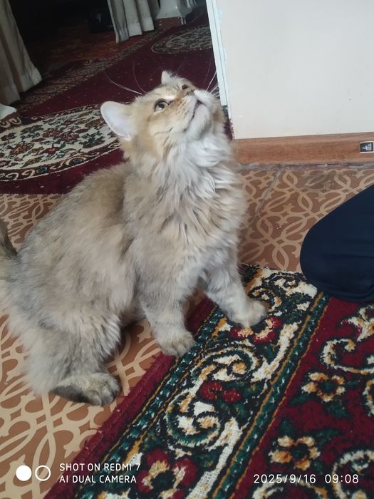 Ajoyib pahmoq mushuk