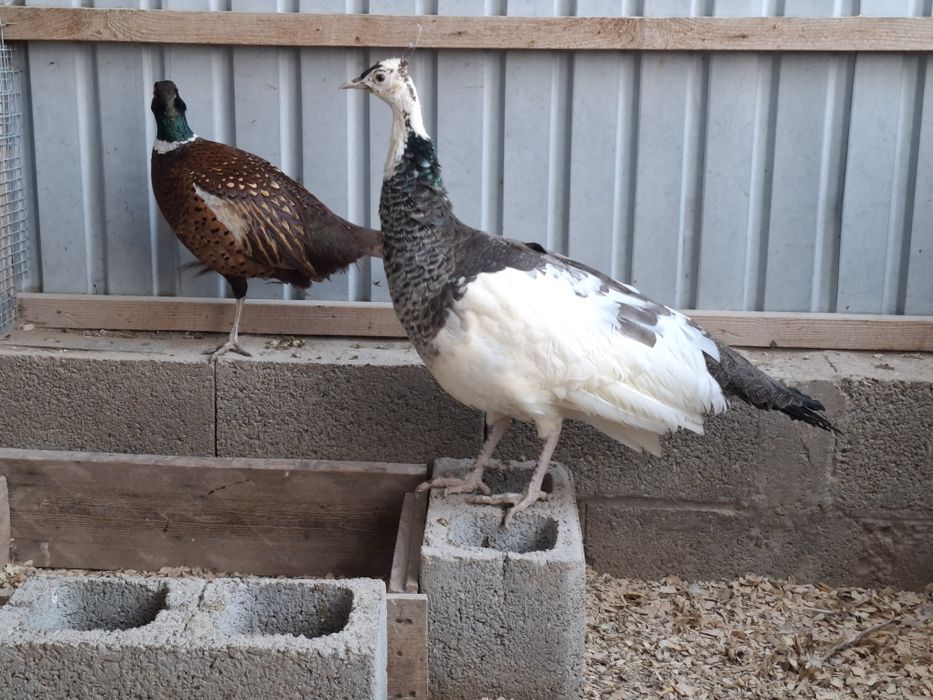 Продам павлинов разных видов и возрастовпропр