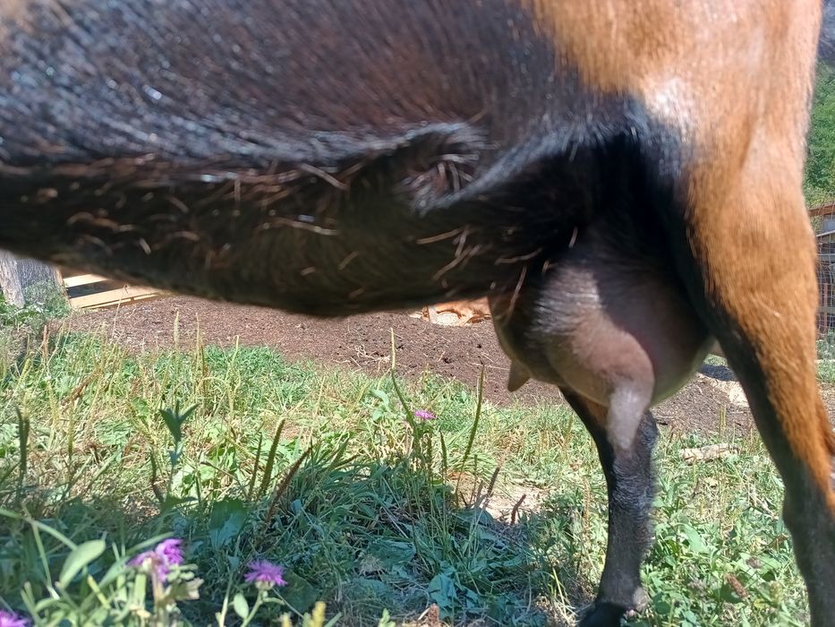 Capra alpina franceza