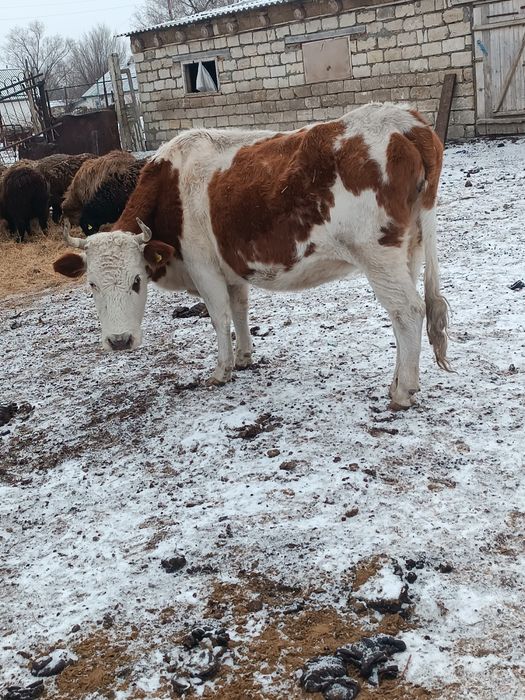 Жас сиырлар сатылады