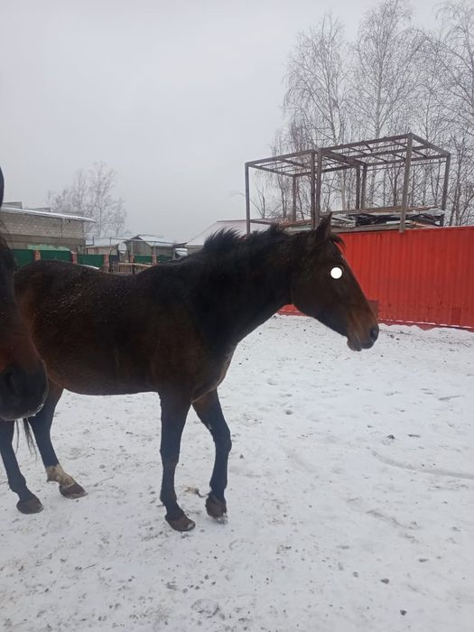 Продаётся лошадь бие(кобыла) полукровка